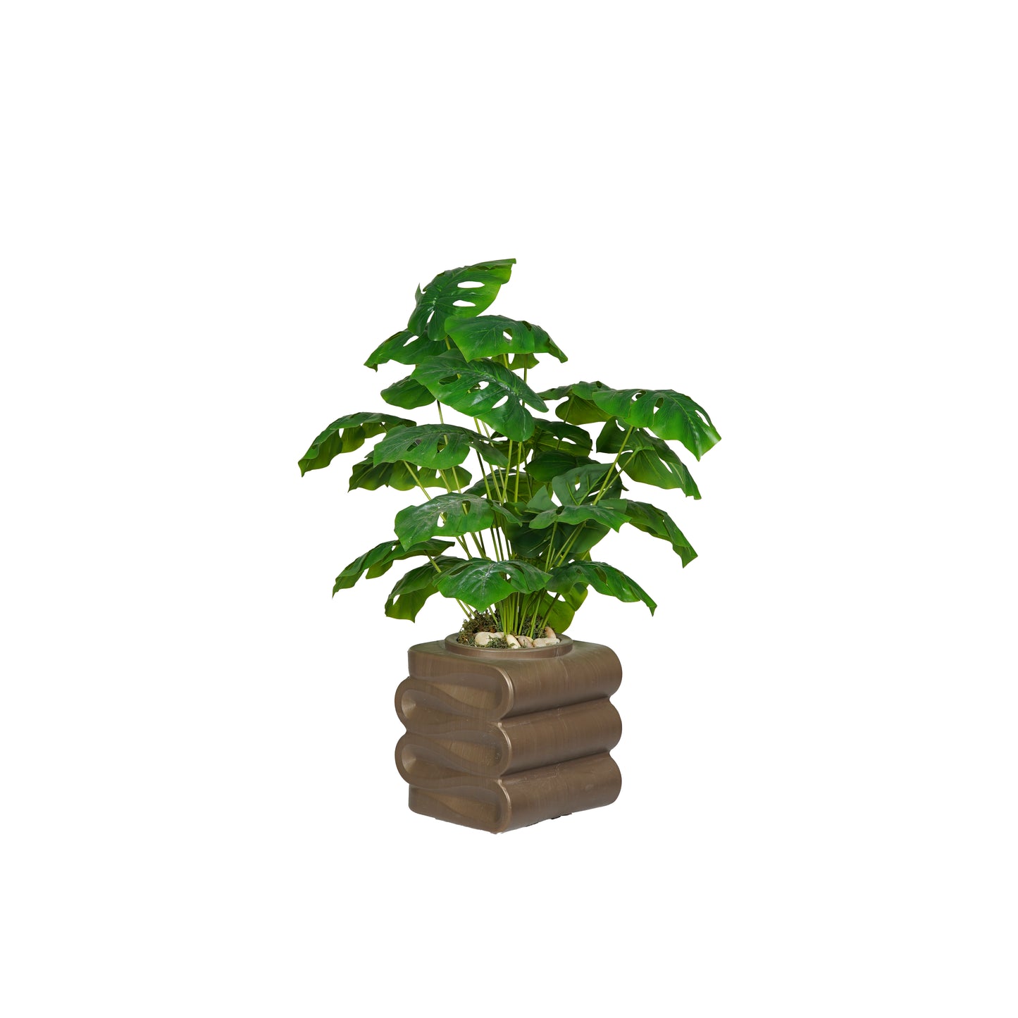 Custard Apple Tree