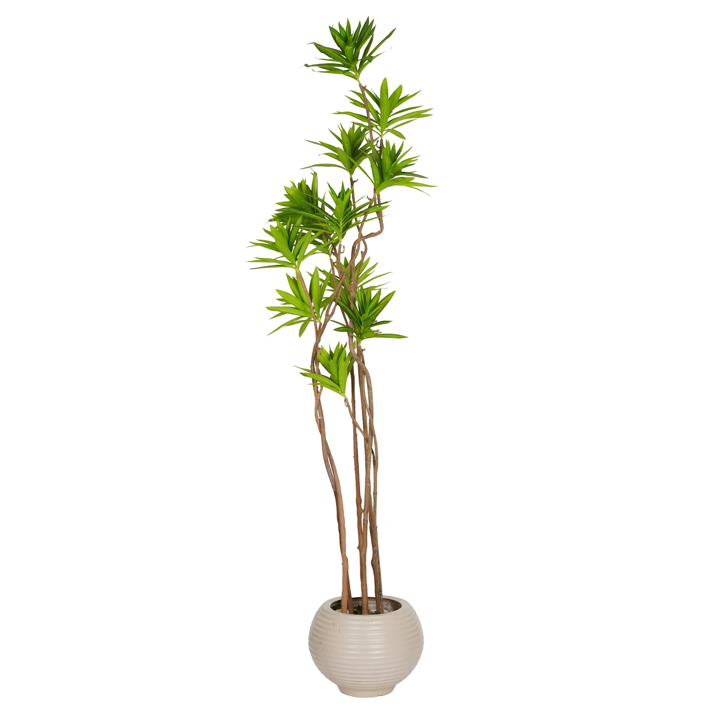 Trinsia tree