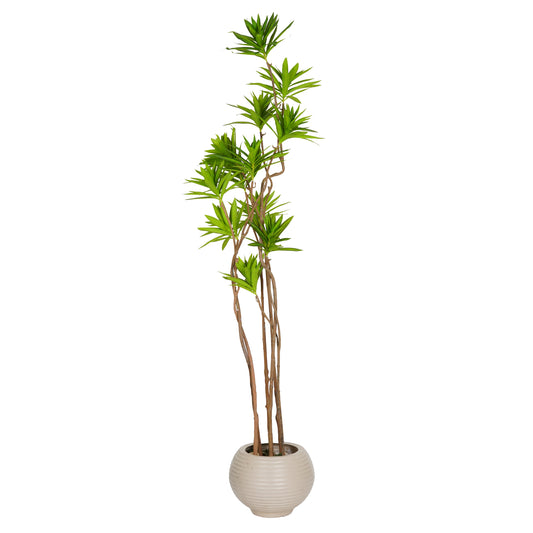 Trinsia tree