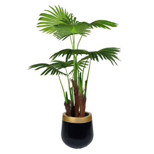 Ruffled Fan Palm