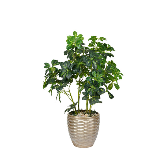 Schefflera arboricola