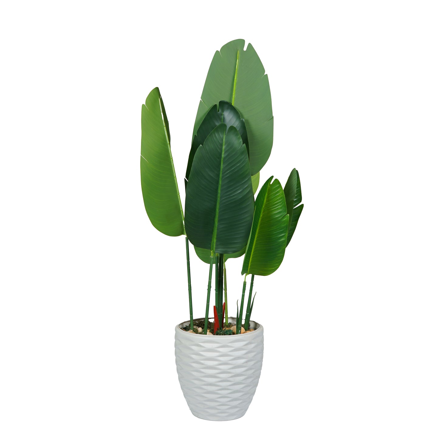 Banana Tree