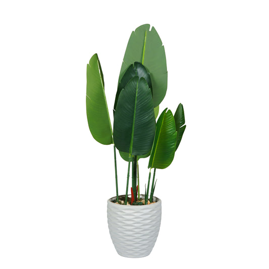 Banana Tree