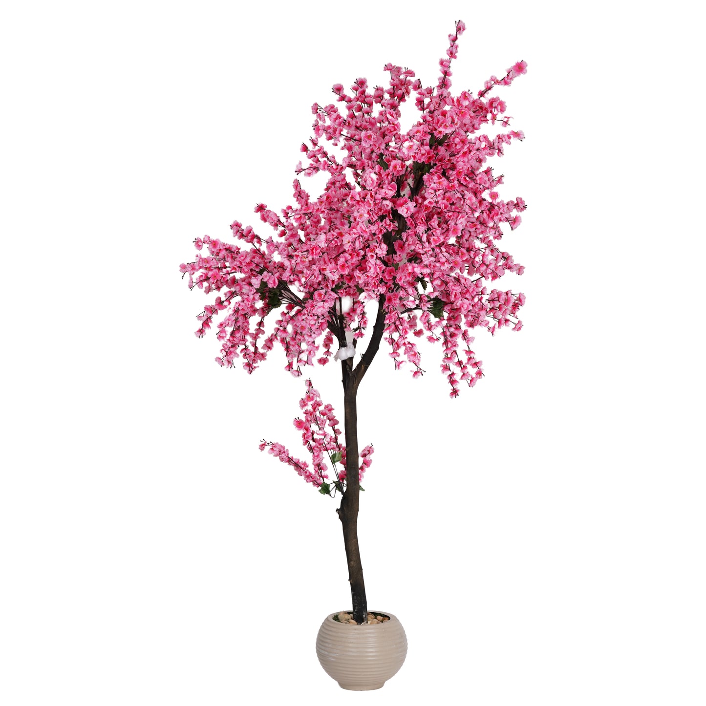 Large Apricot Tree with a Natural Trunk