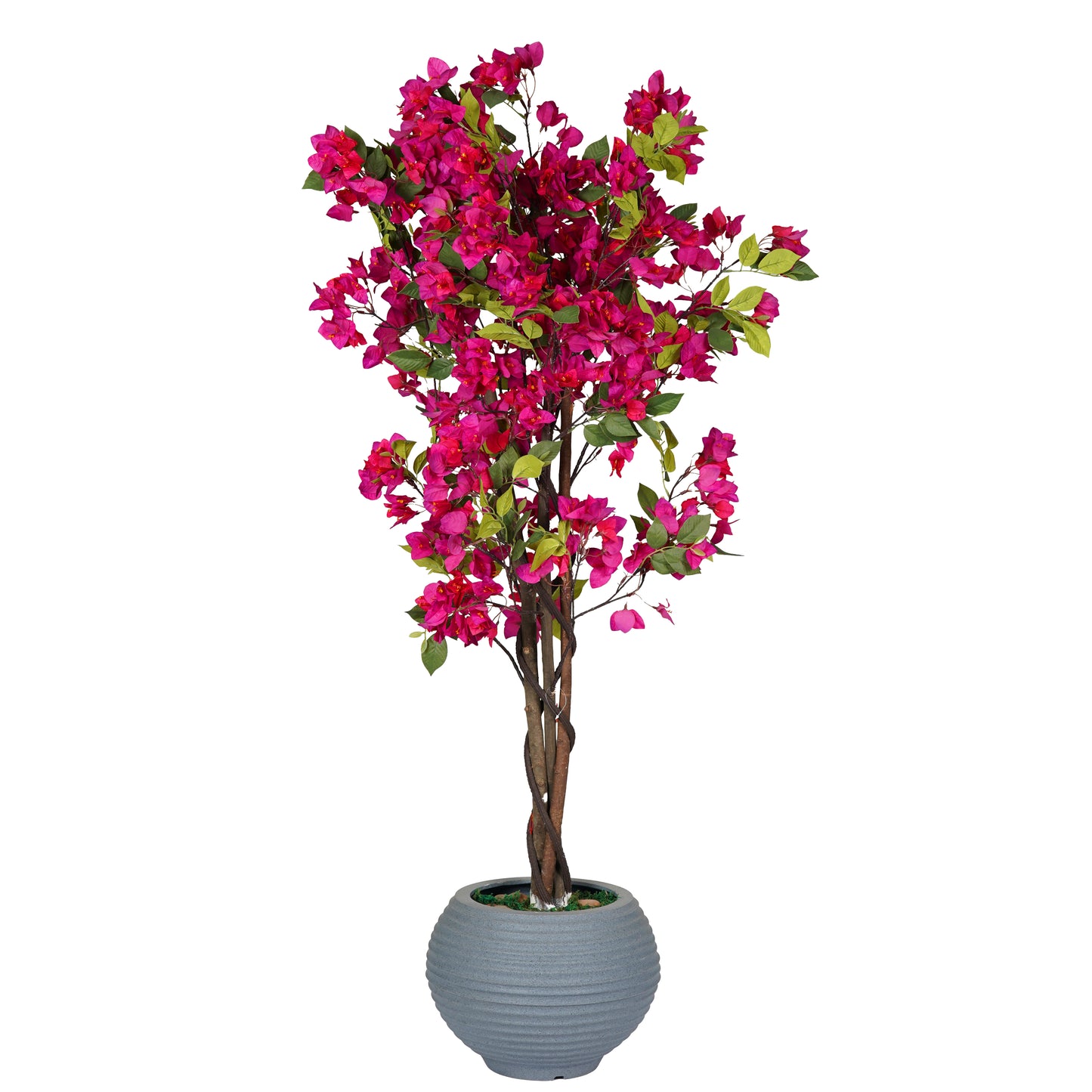 Belladonna Tree
