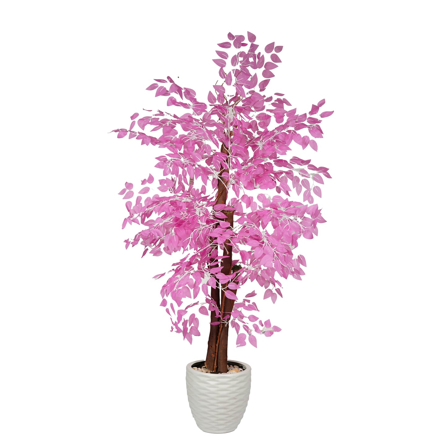 Ficus Benjamina