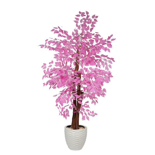 Ficus Benjamina