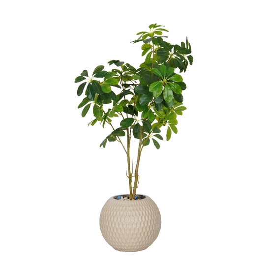 Guavera tree