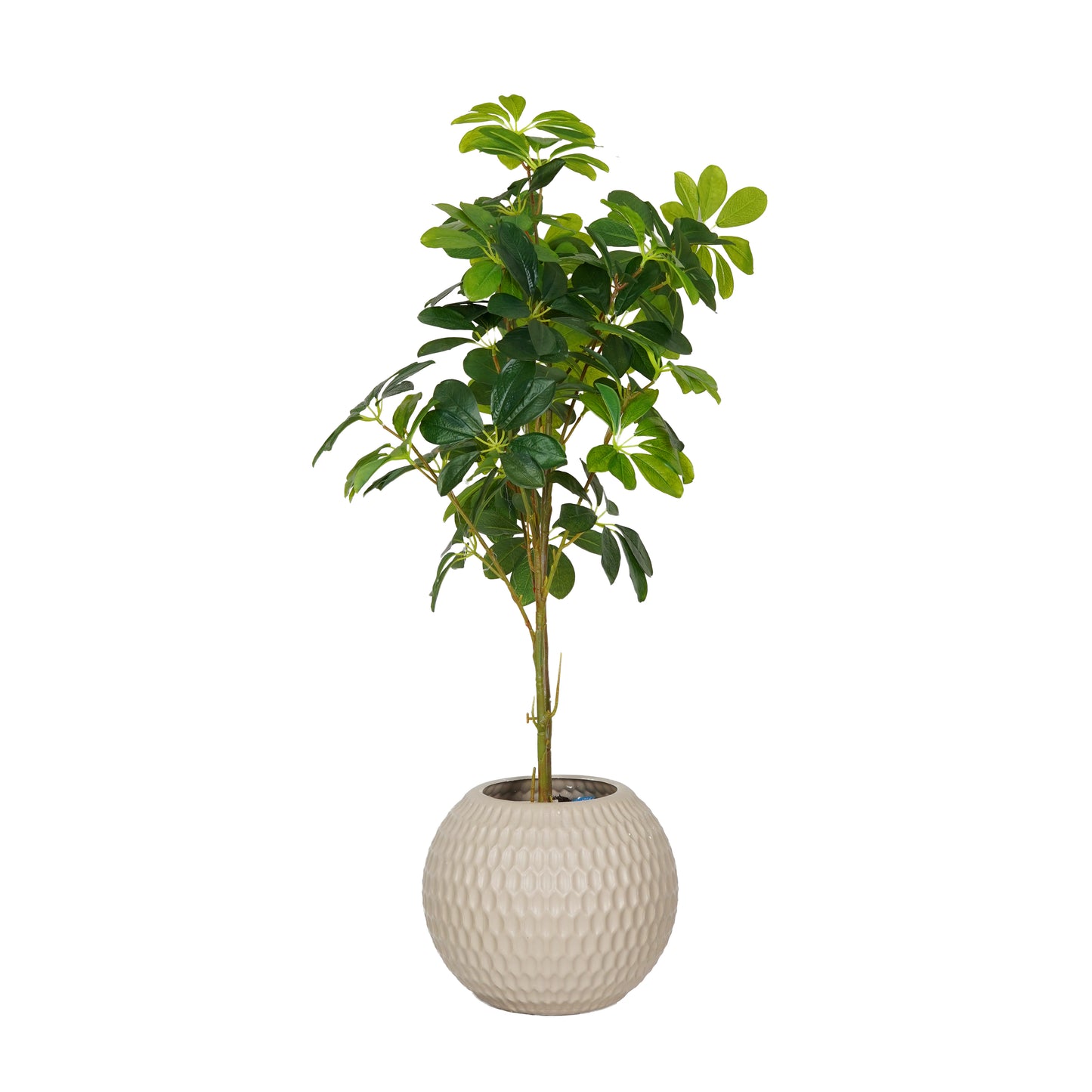 Guavera tree