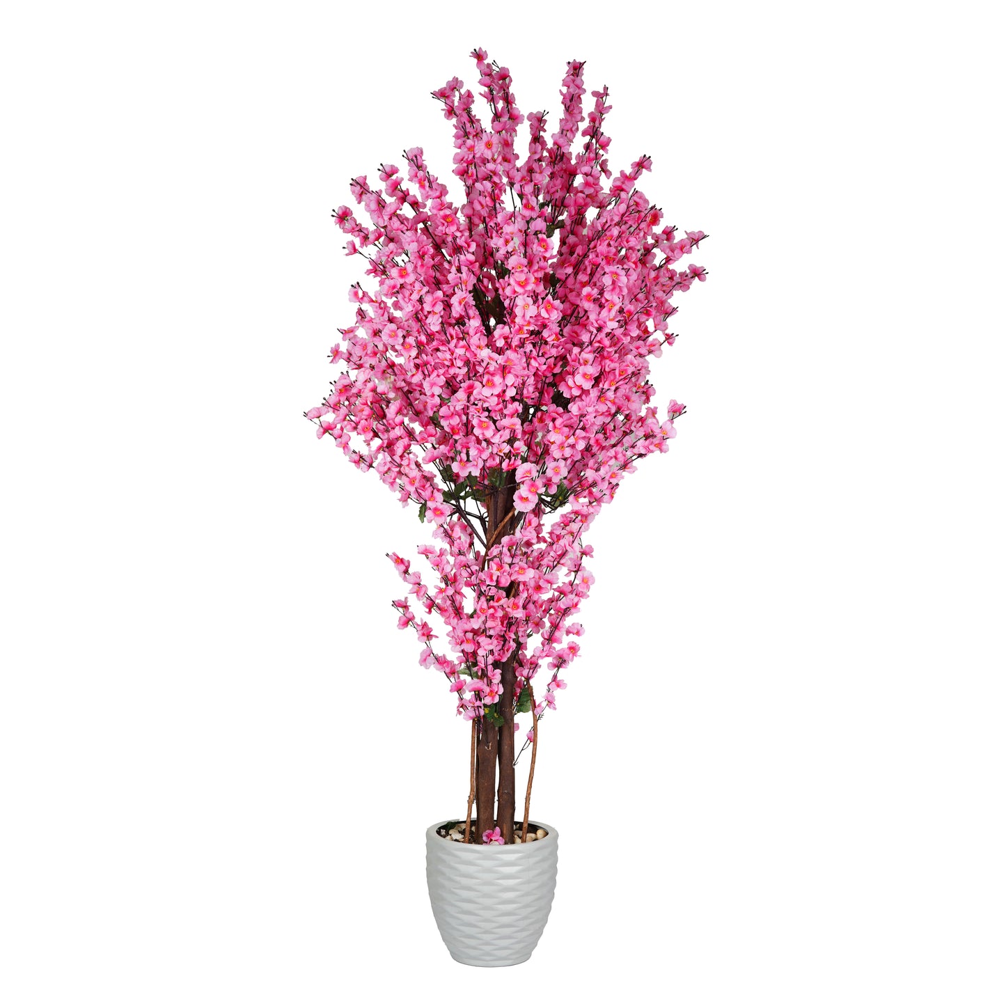 Apricot Tree