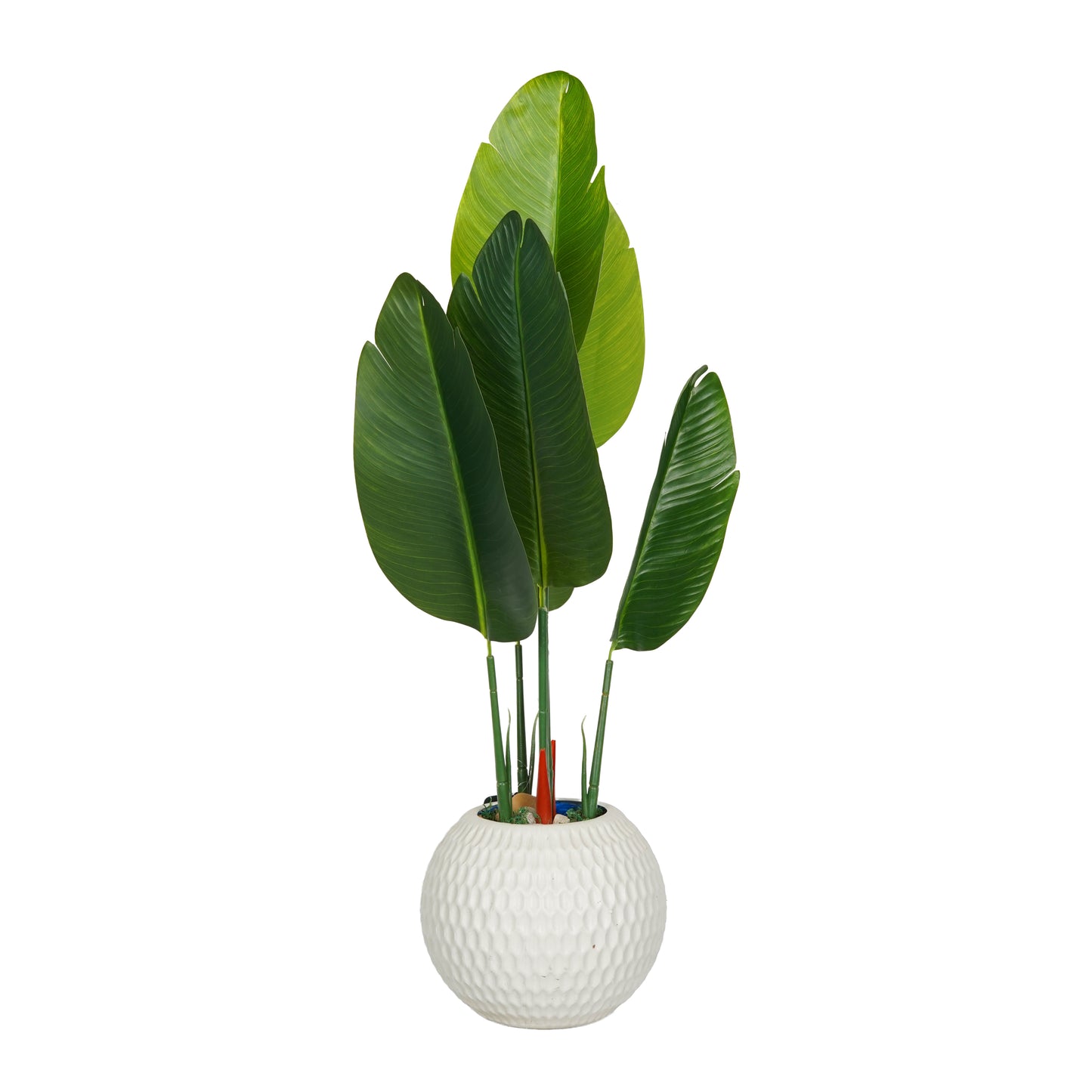 Banana tree with 6 leaves