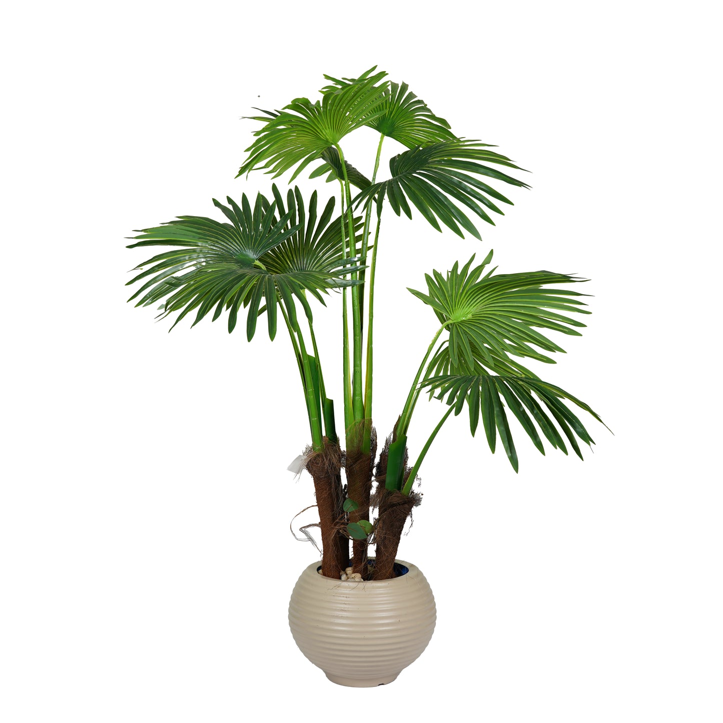 Ruffled Fan Palm