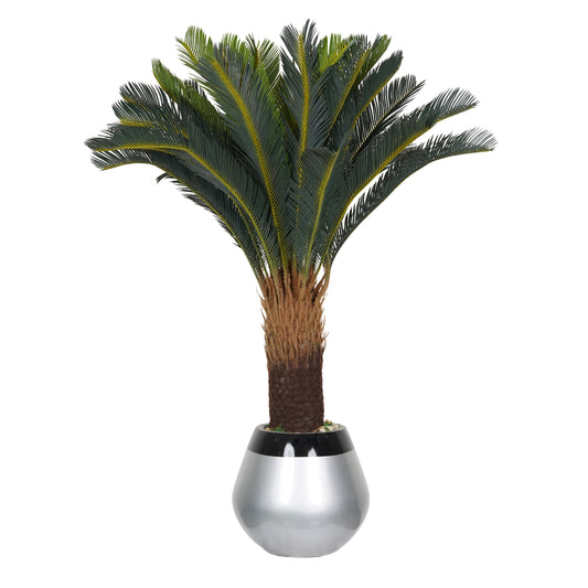 Royal Palm tree