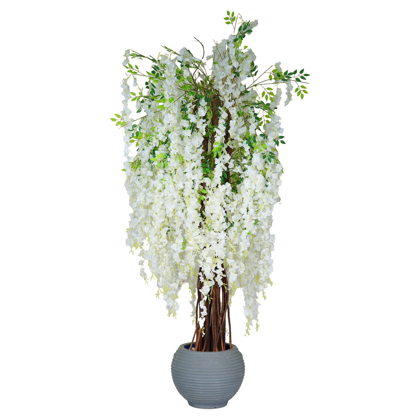 Prunus serrulata ‘Shirotae