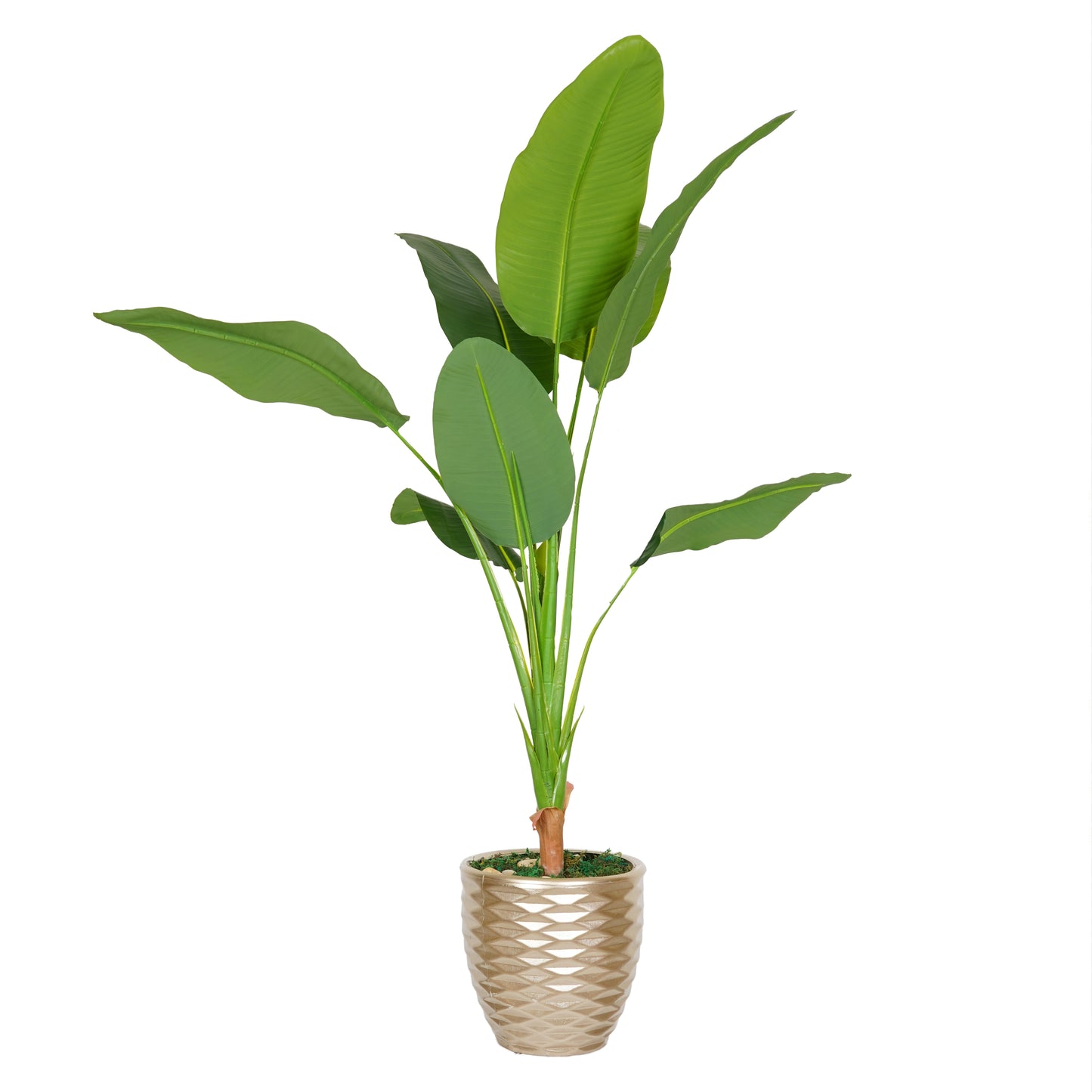 individual banana