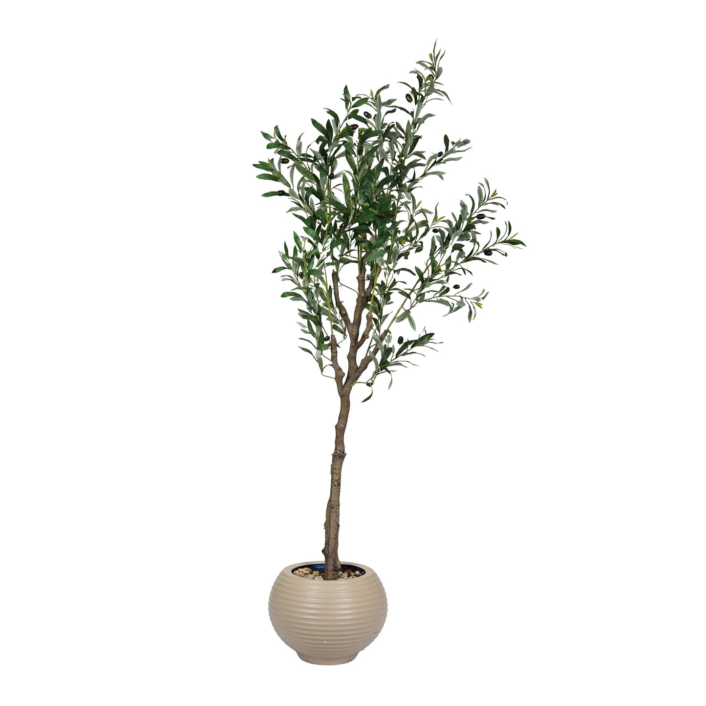 Olive Tree