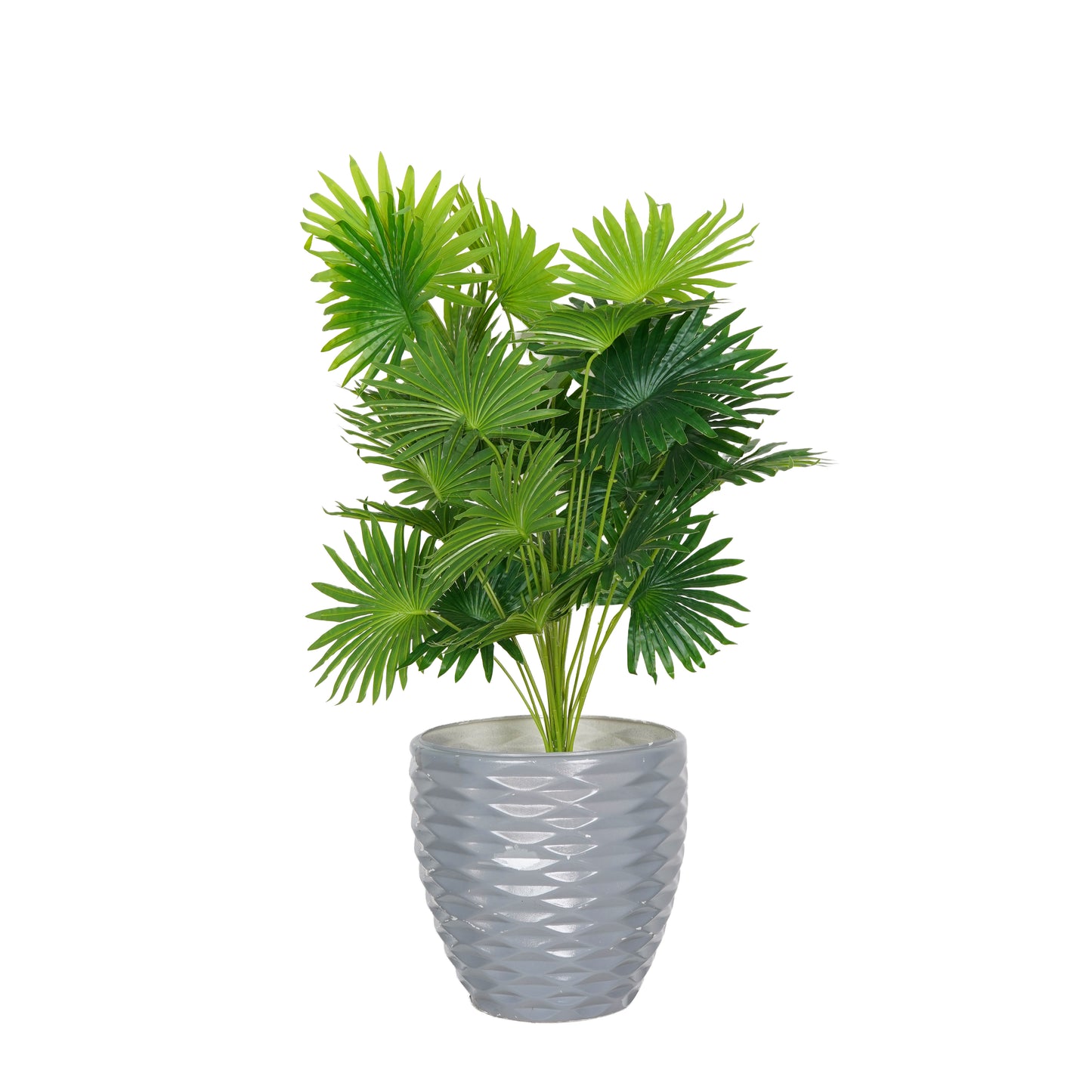 Dracaena tree