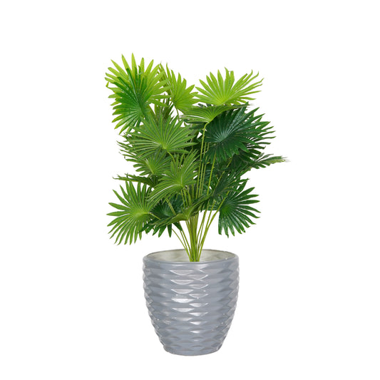 Dracaena tree