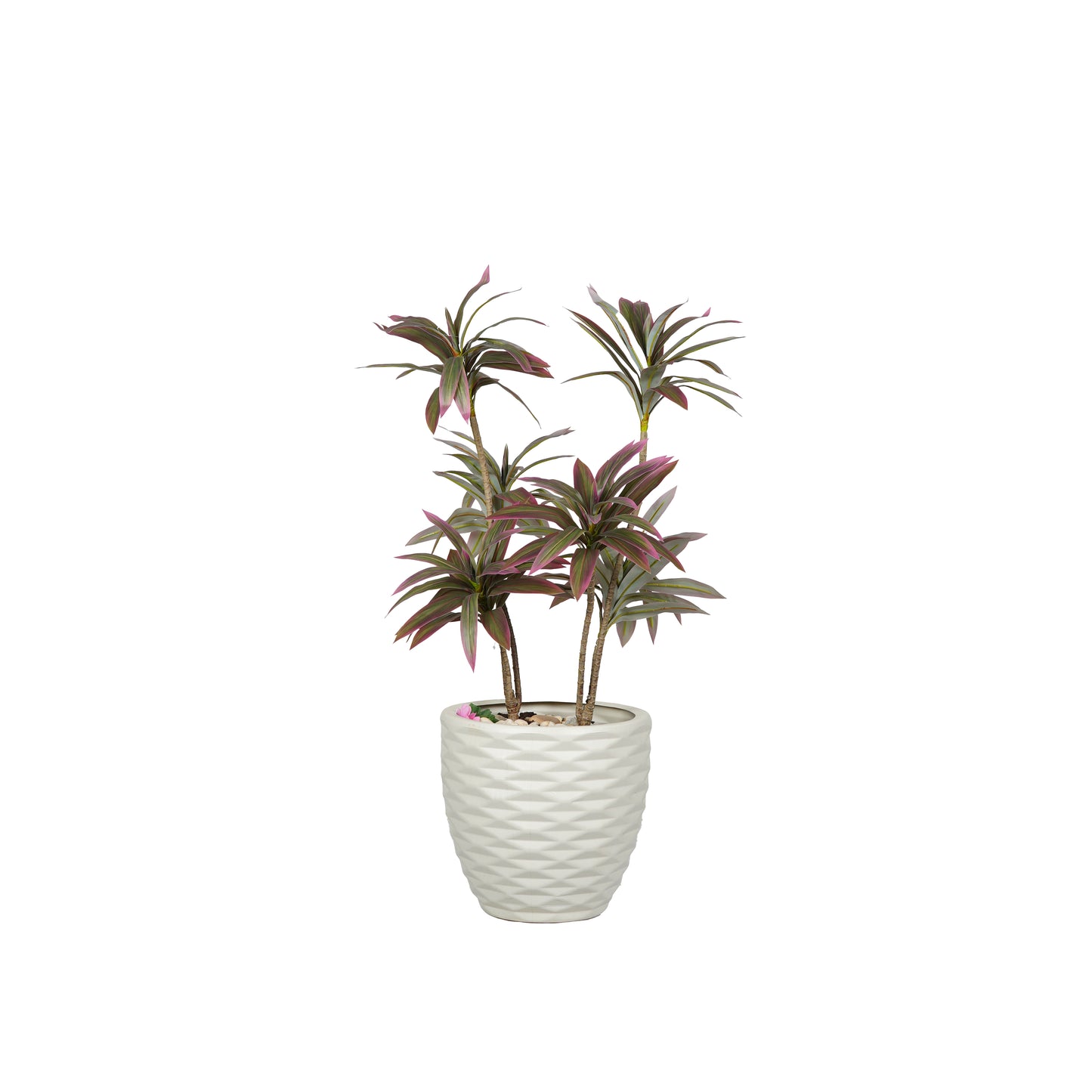 Dracaena