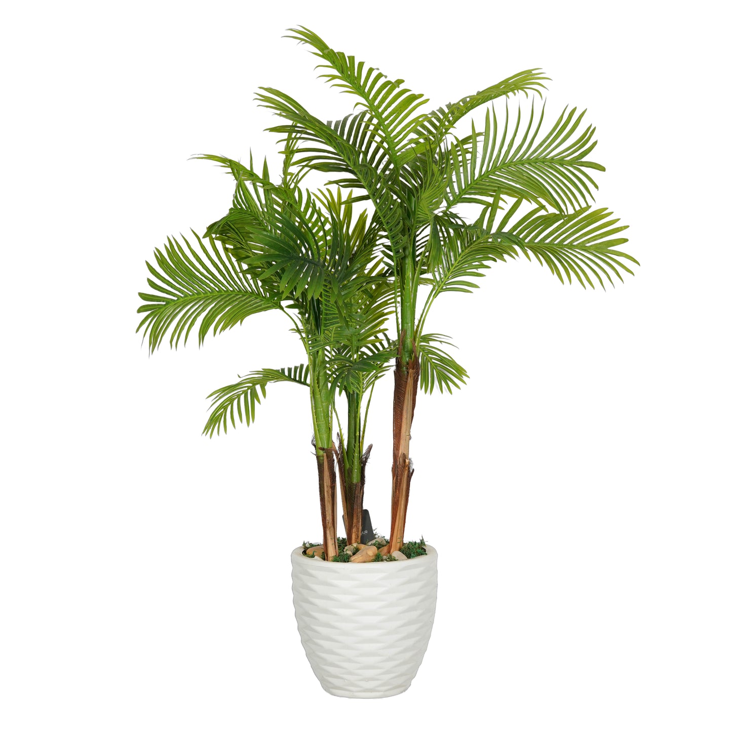 Areca tree with 3 trunks