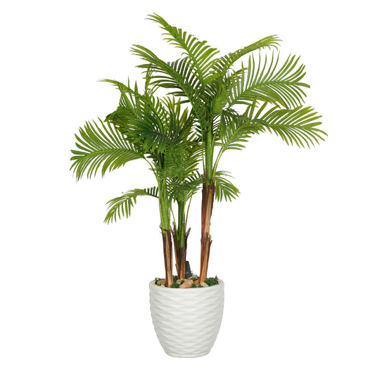 Areca tree with 3 trunks