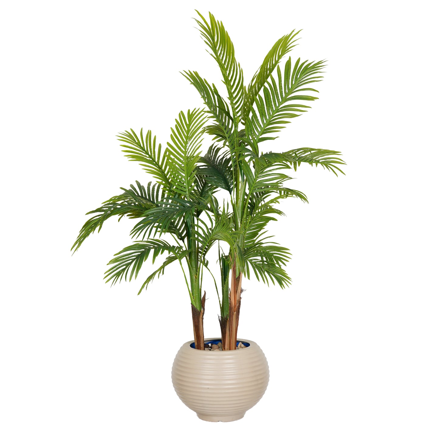 Areca tree with 3 trunks