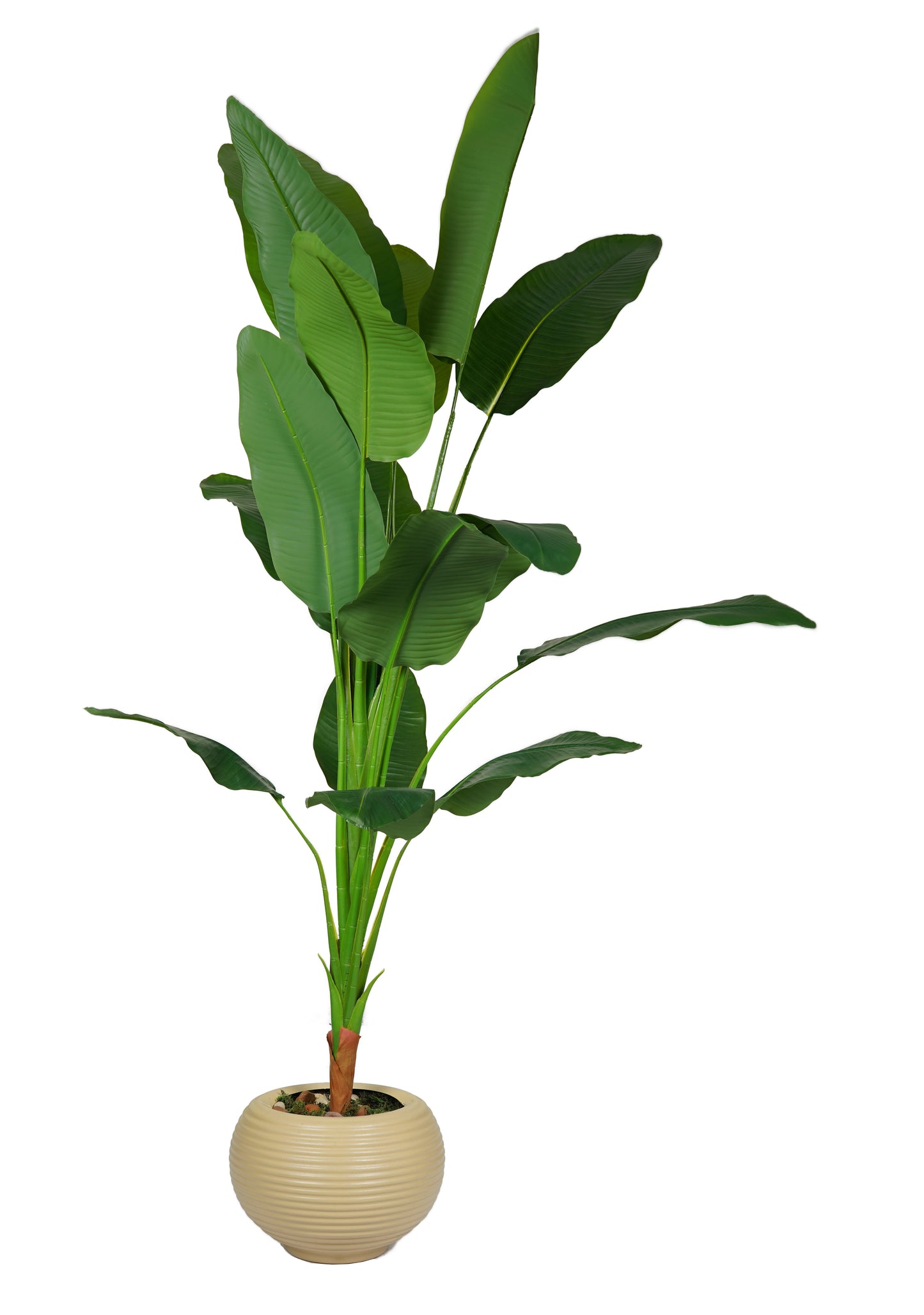 Banana Tree