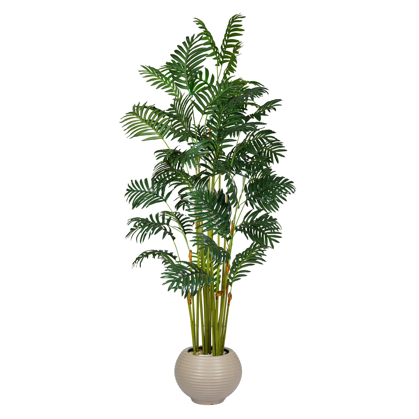 Areca Palm