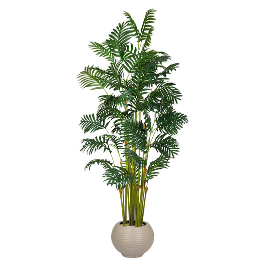 Areca Palm