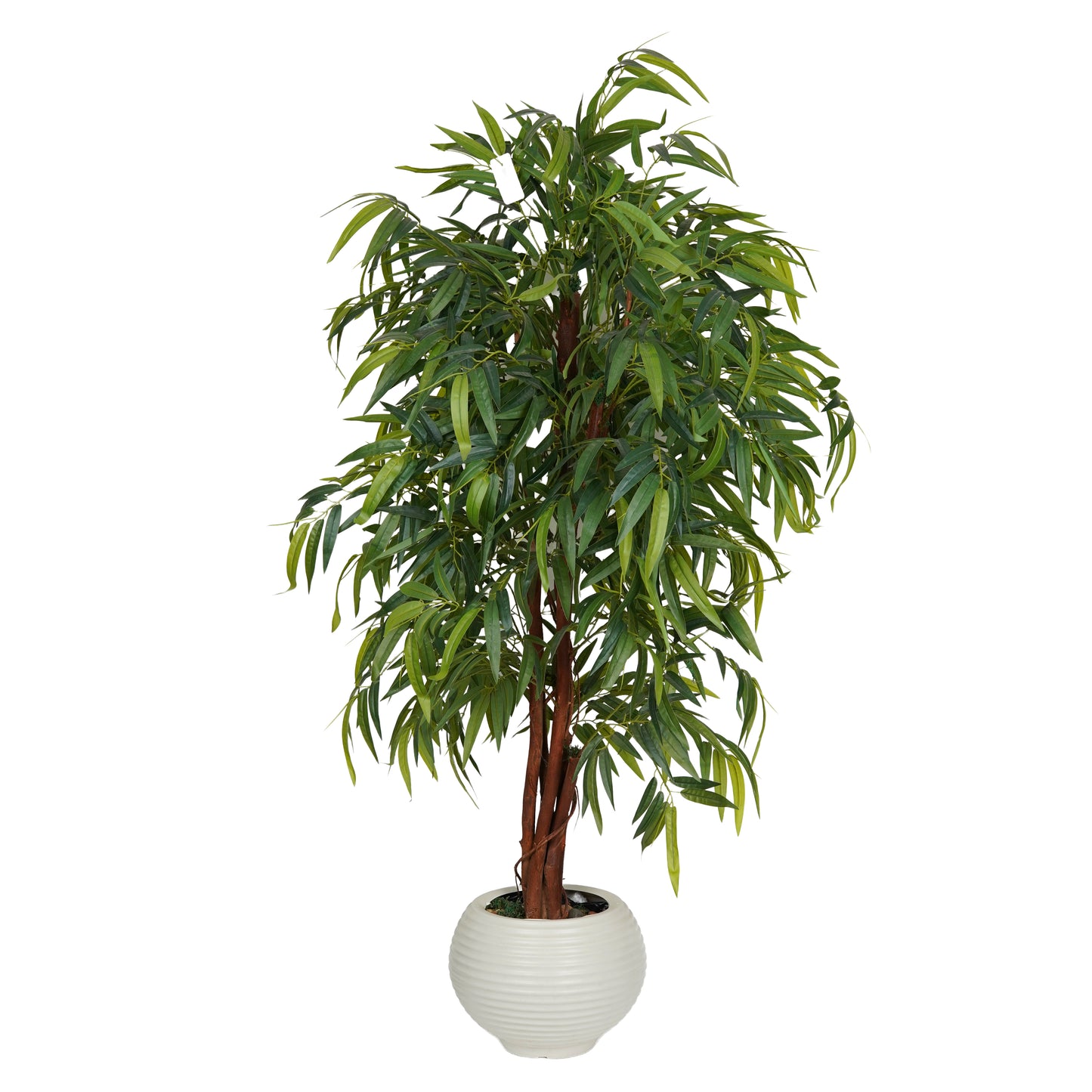 Mango tree
