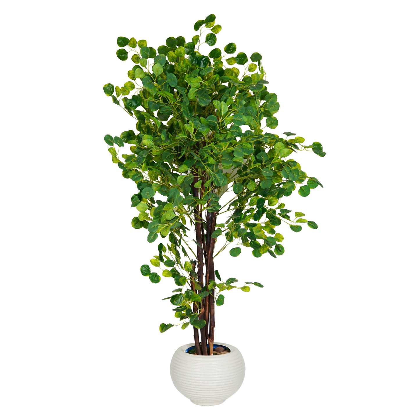 Apple tree