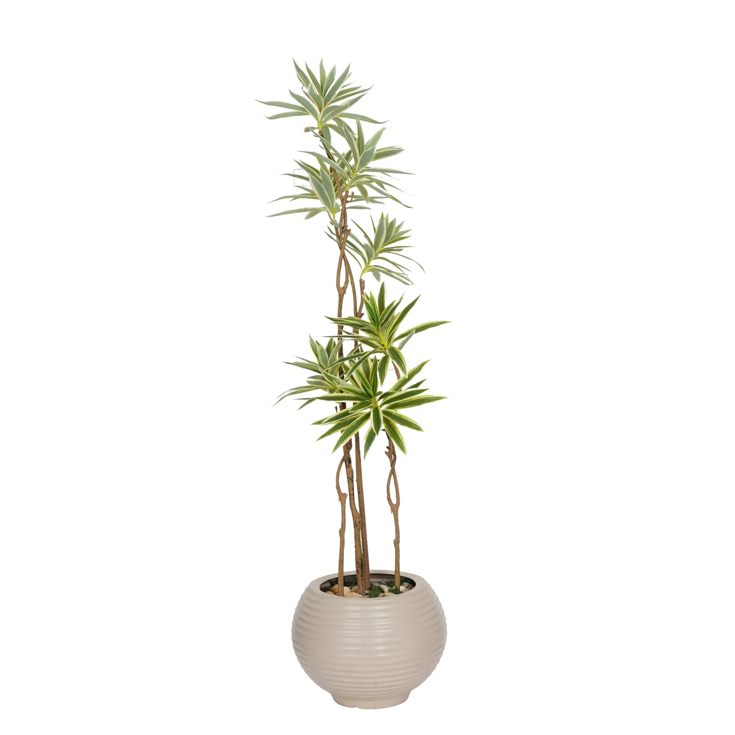 Dracaena tree head 7