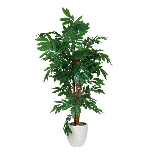 Mango tree