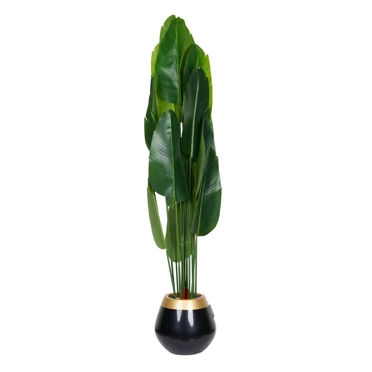 Banana tree with 14 leaves