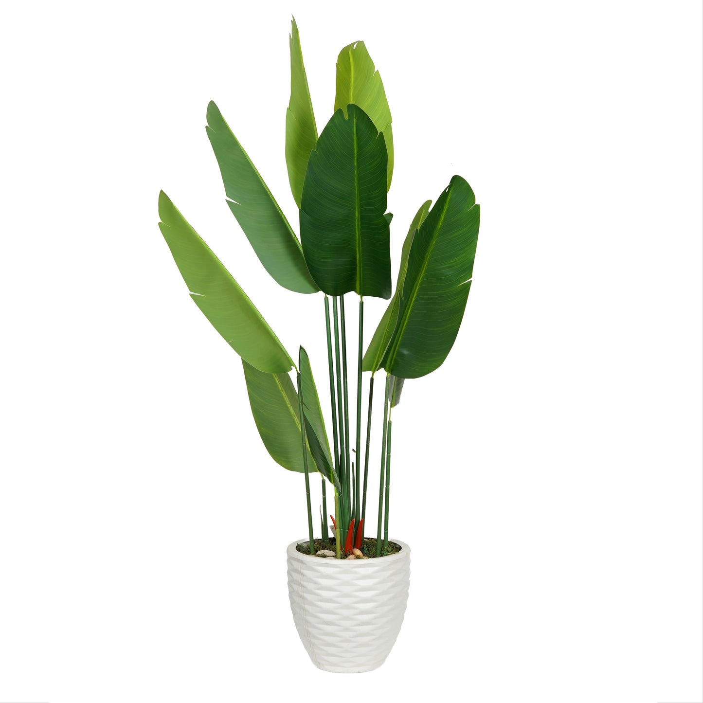 Banana tree with 10 leaves