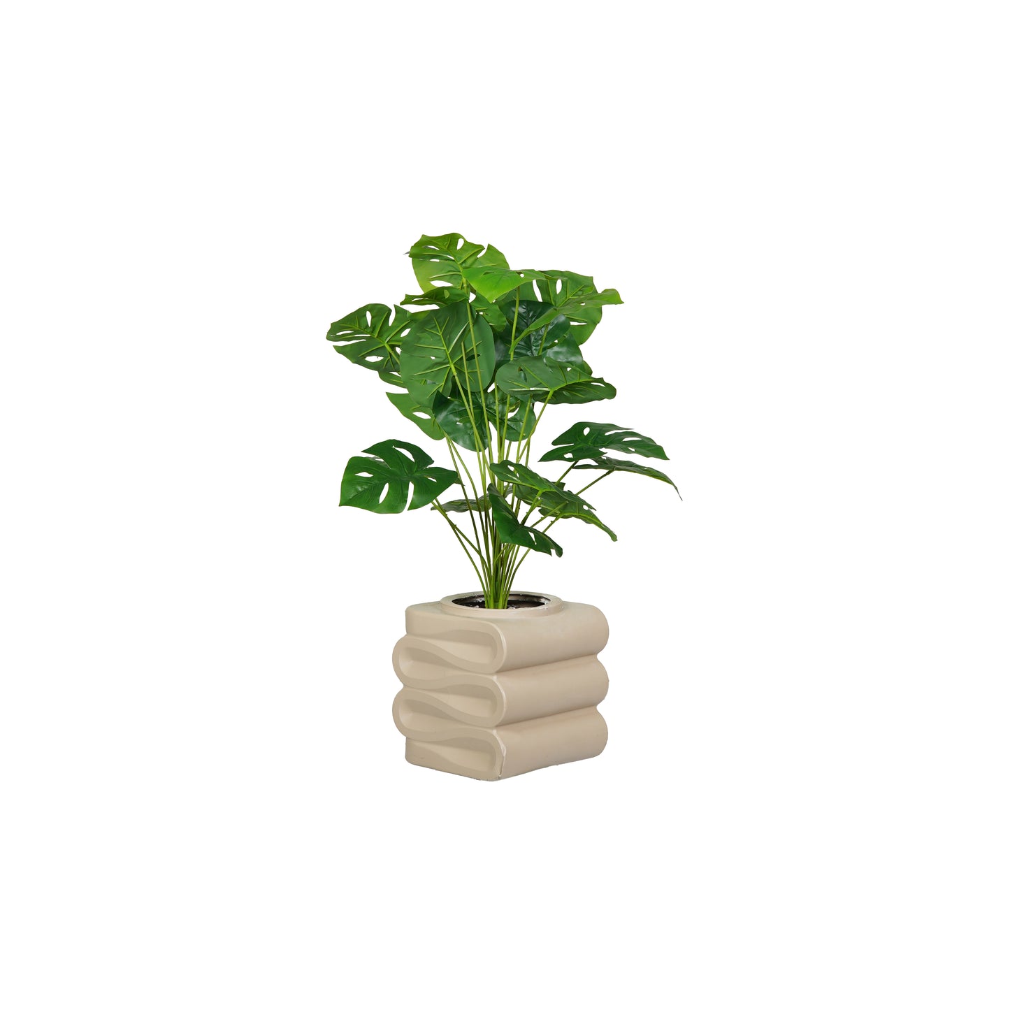 Custard Apple Tree