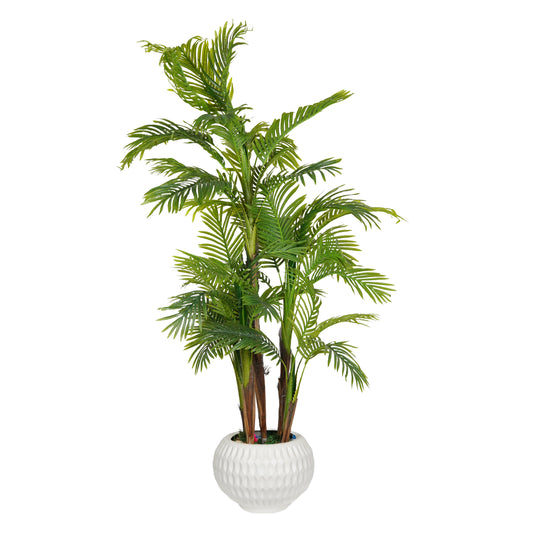 Five-trunked Areca tree.