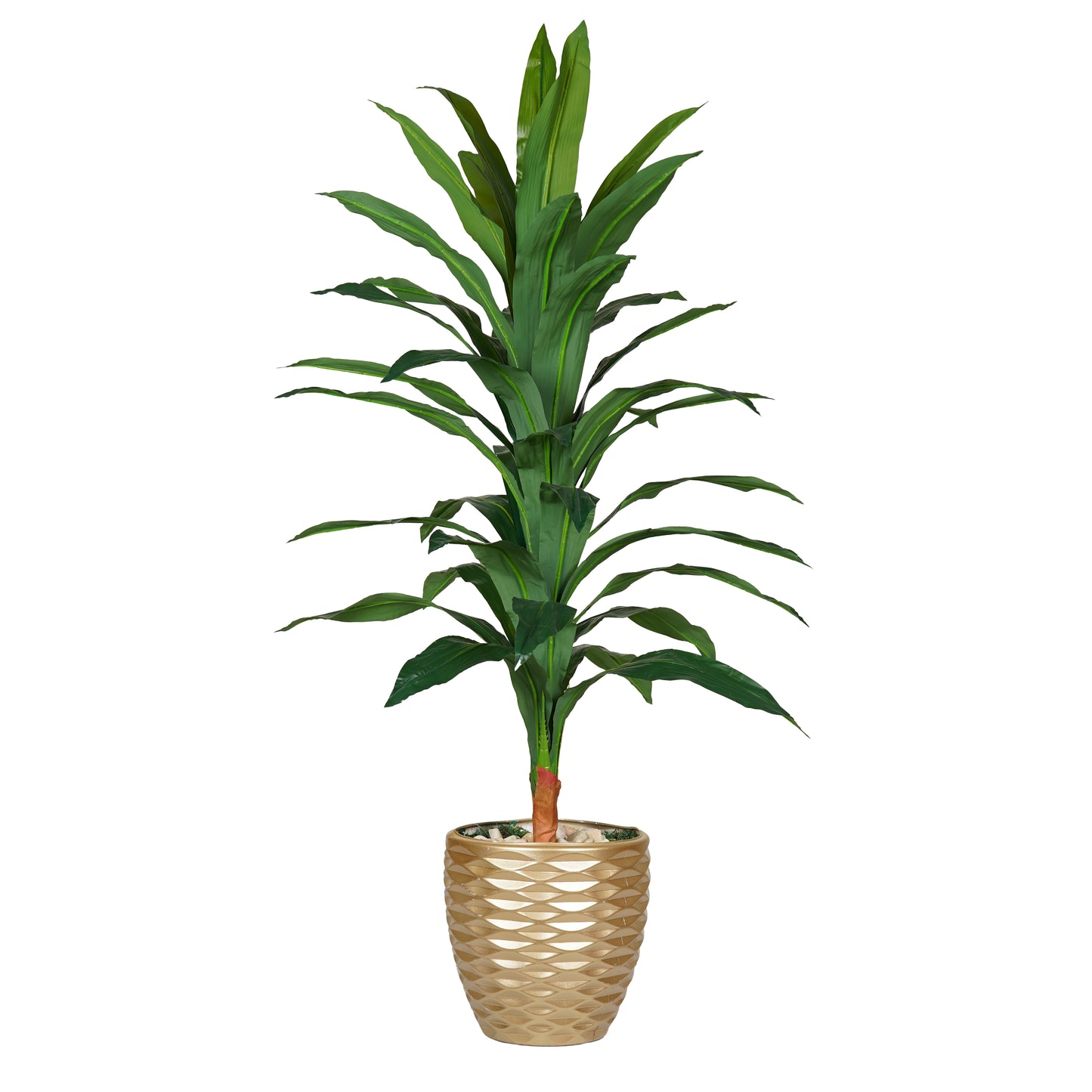 Corn plan