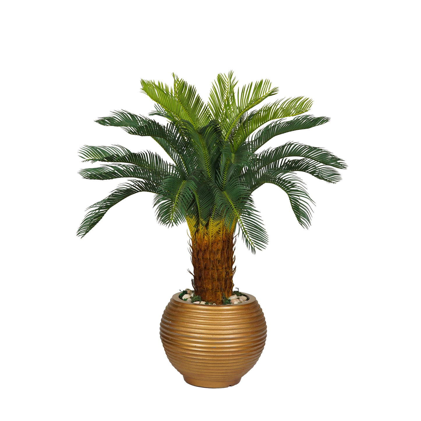 Canary Palm