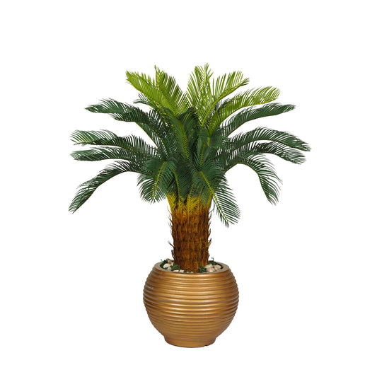Canary Palm