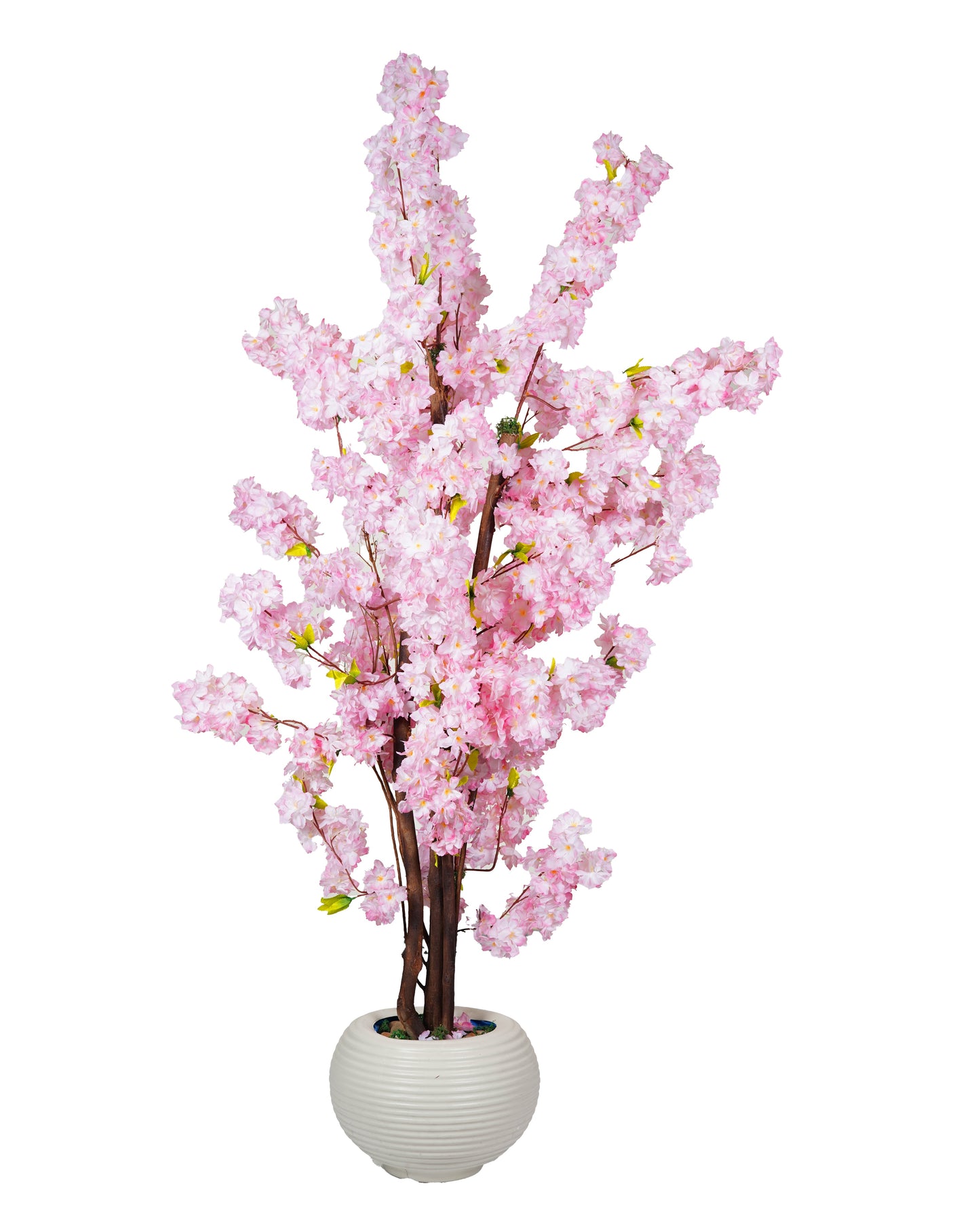 Jasmine Tree