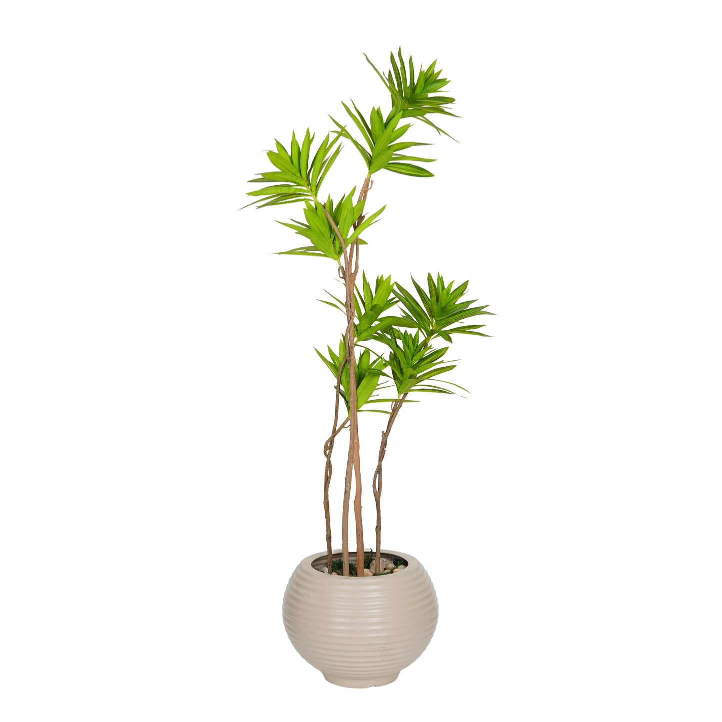 Dracaena tree
