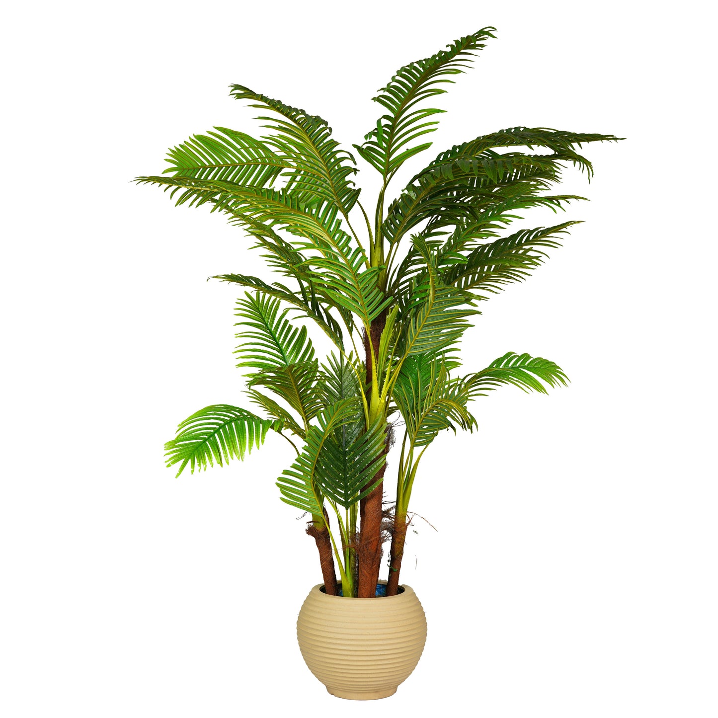 Palm Tree with 5 Trunks