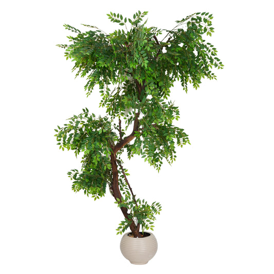 Large Mlalim Tree with a Natural Trunk