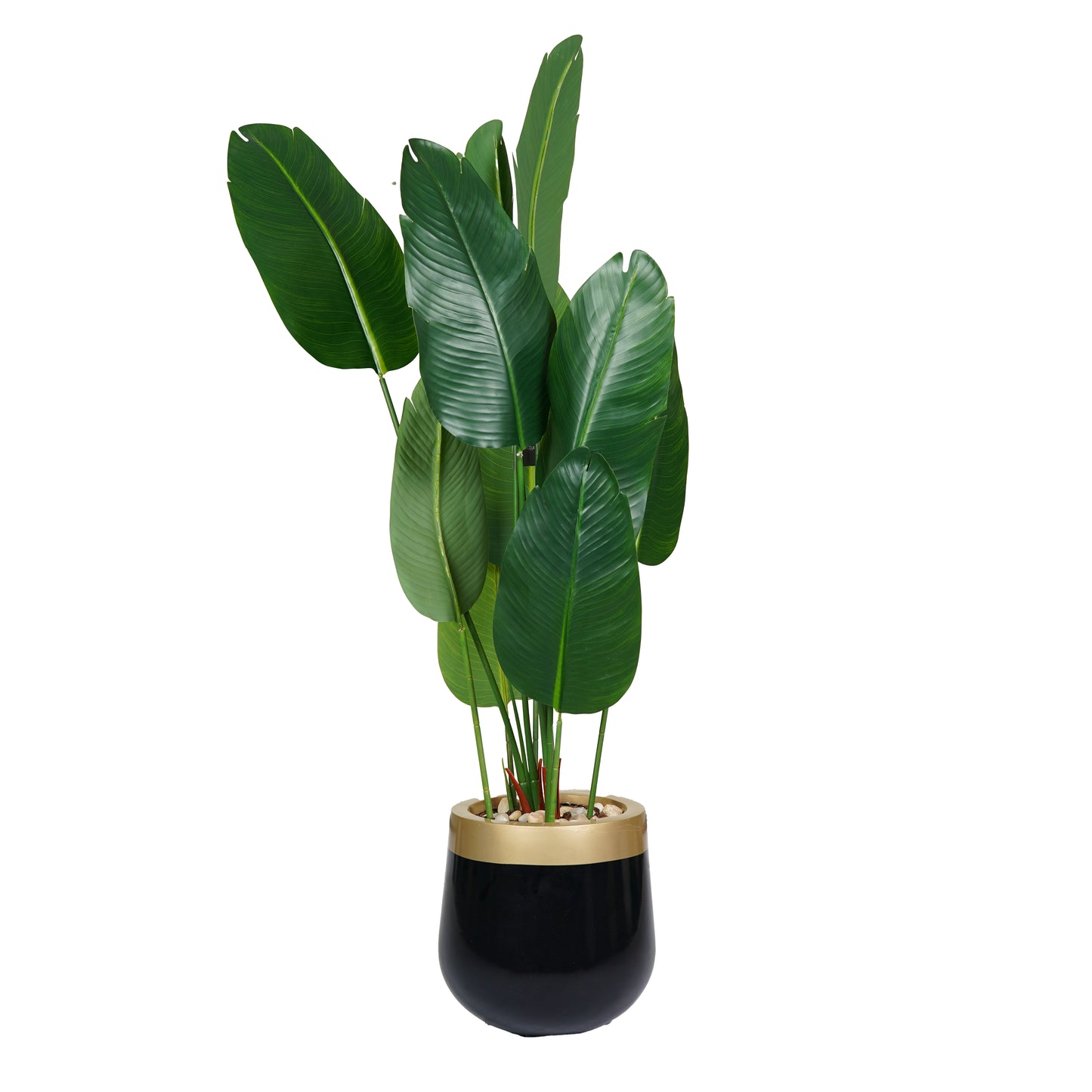 Banana Tree