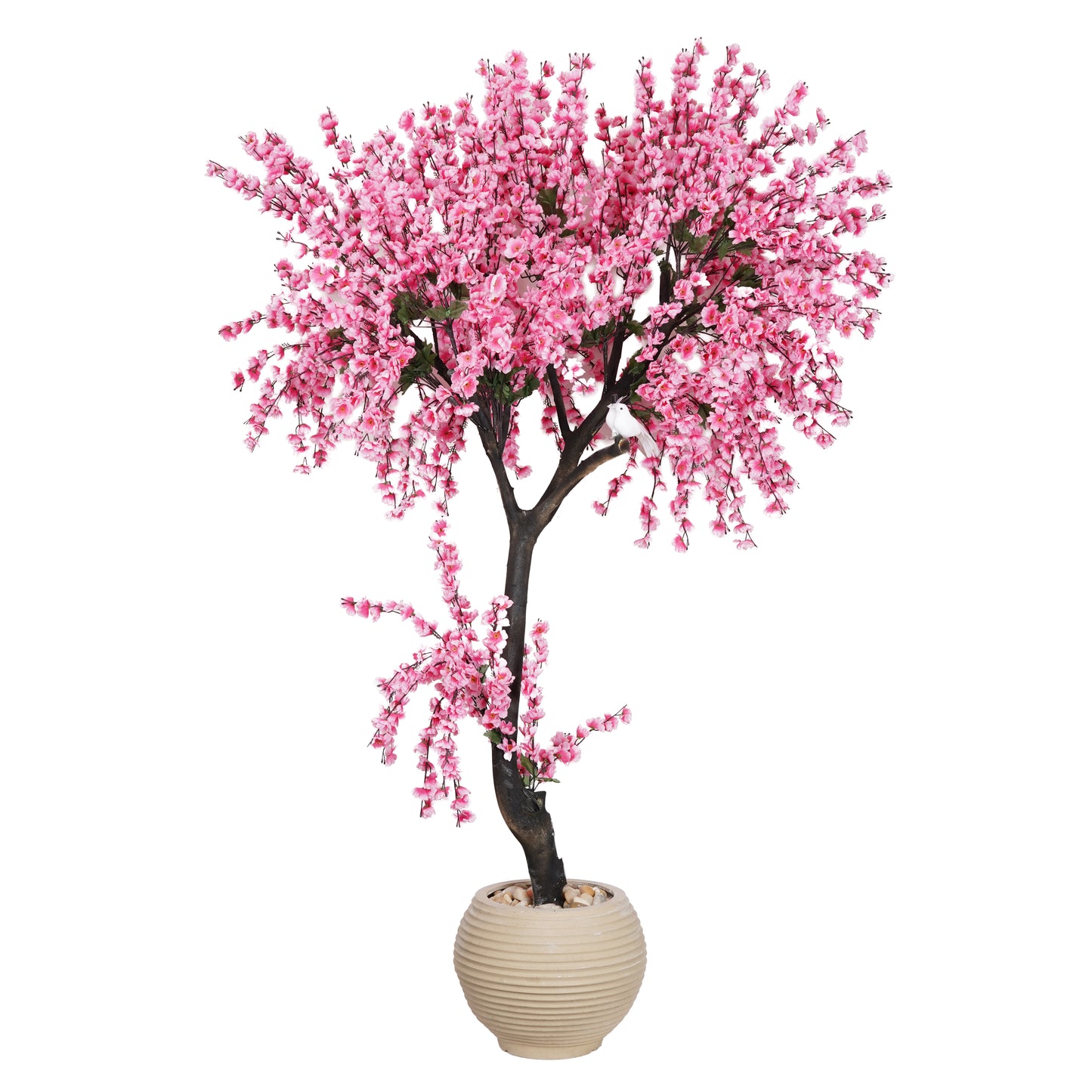 Large Apricot Tree with a Natural Trunk