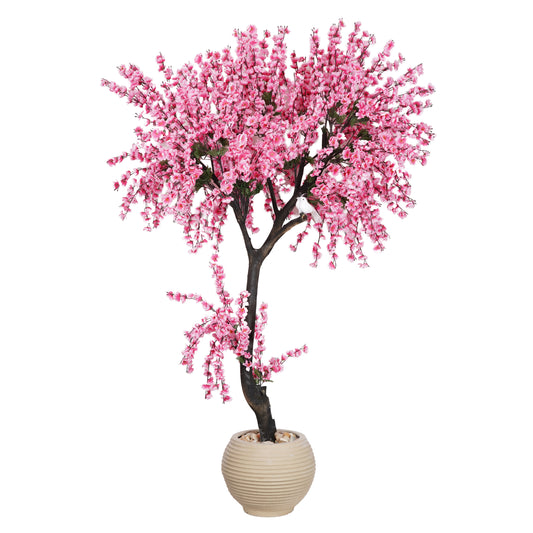 Large Apricot Tree with a Natural Trunk