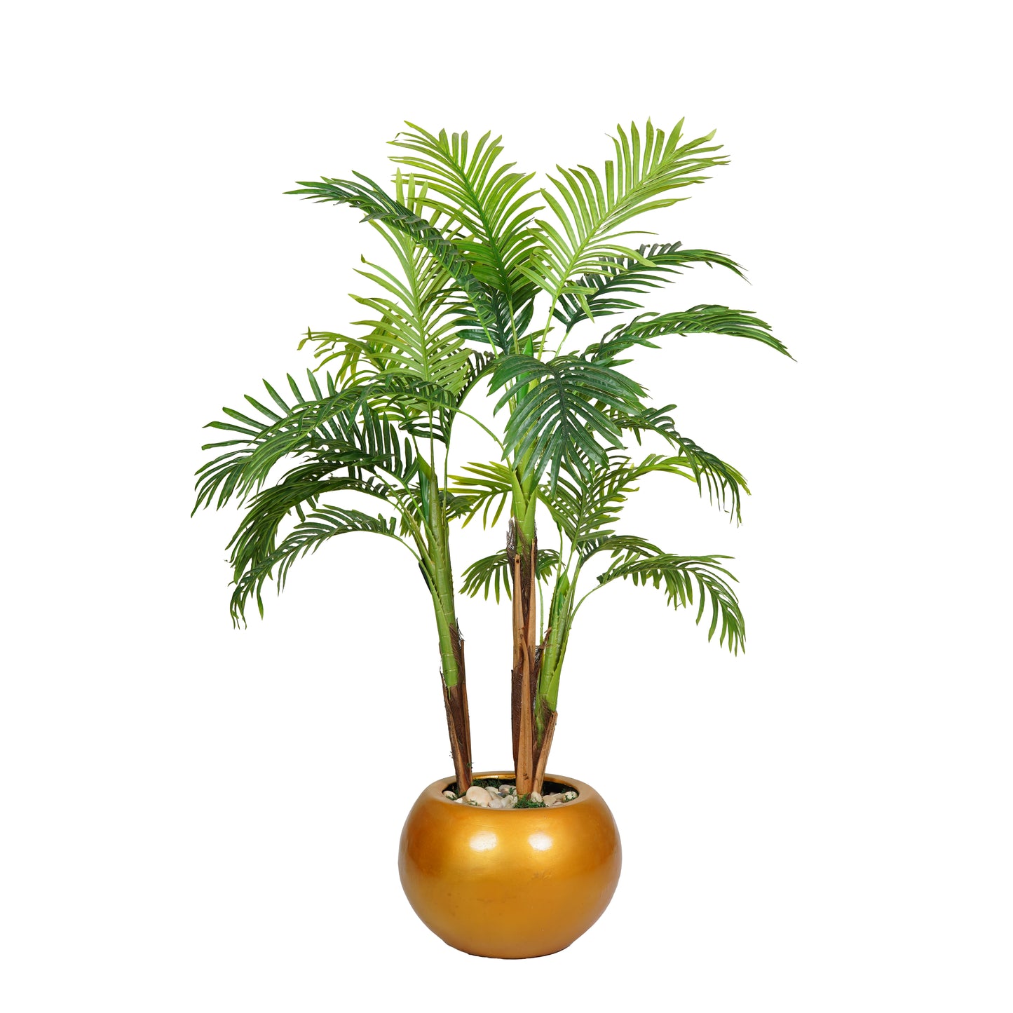 Areca Palm with 3 Trunks