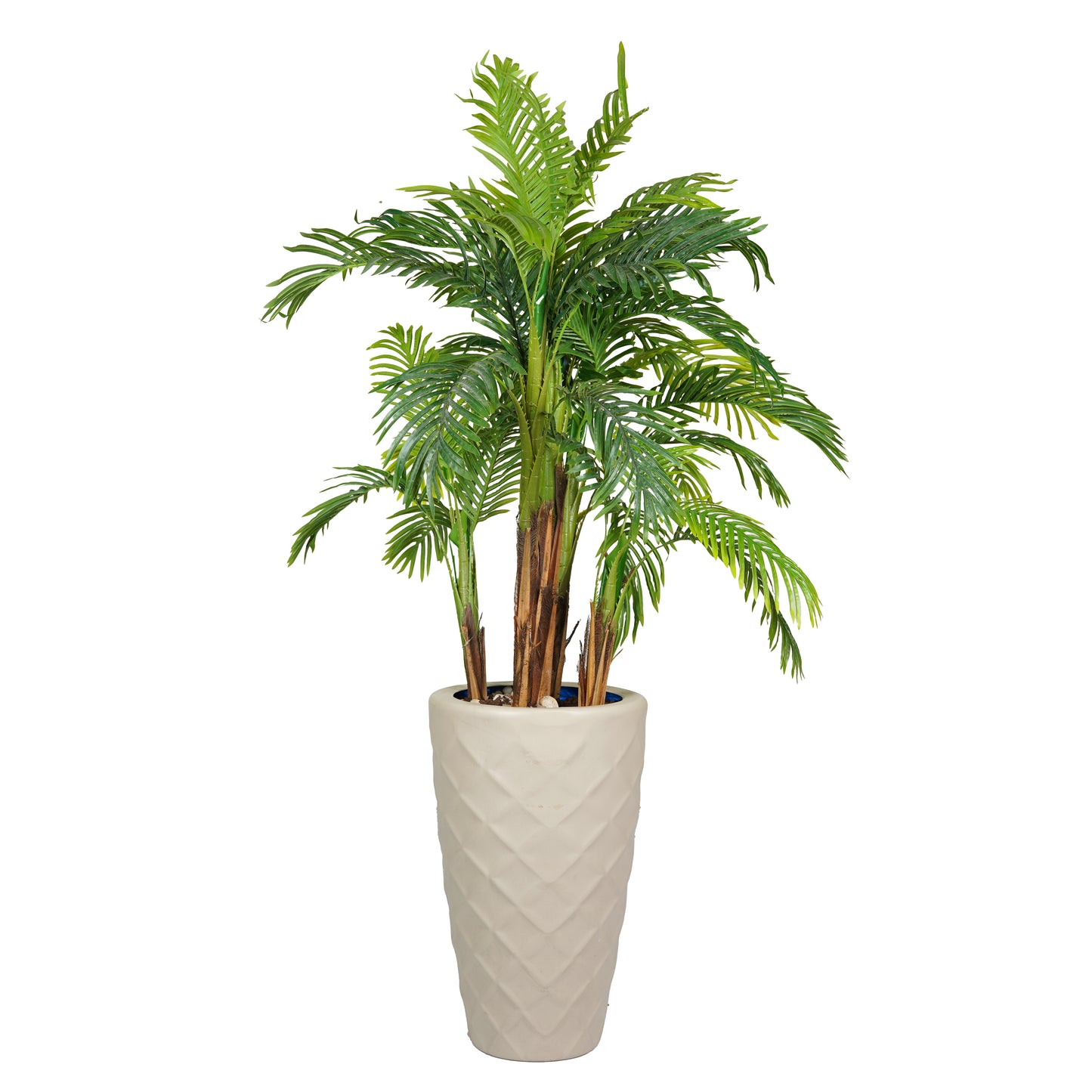 Areca Palm with 5 Trunks