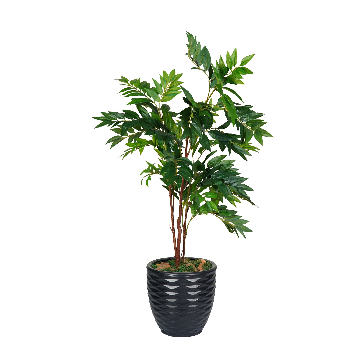 Olive Tree Trunk